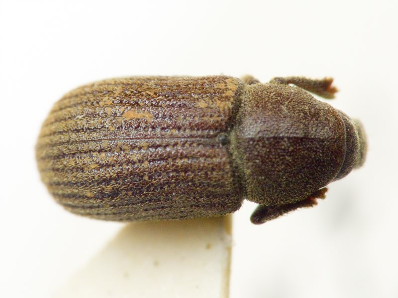 Hylurgops glabratus (Zetterstedt, 1828)